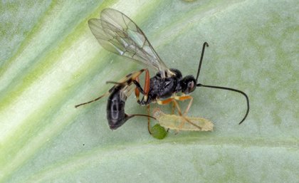 A close up of a parasitic wasp against a white background